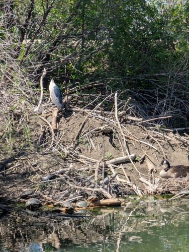 Black-crowned Night Heron photographed in Colorado