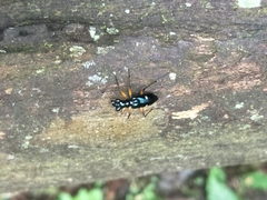 Therates fruhstorferi