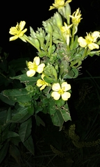 Oenothera oakesiana