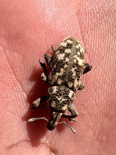 Adosomus roridus