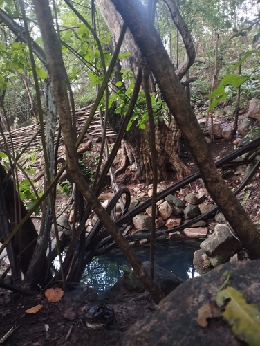 Northeastern Pepper Frog