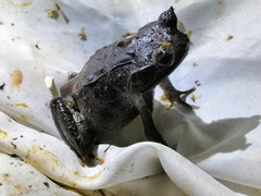 Pelobatrachus stejnegeri