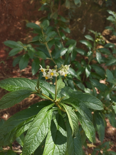 Solanum asperum