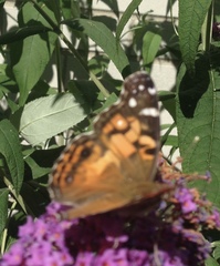 Vanessa virginiensis