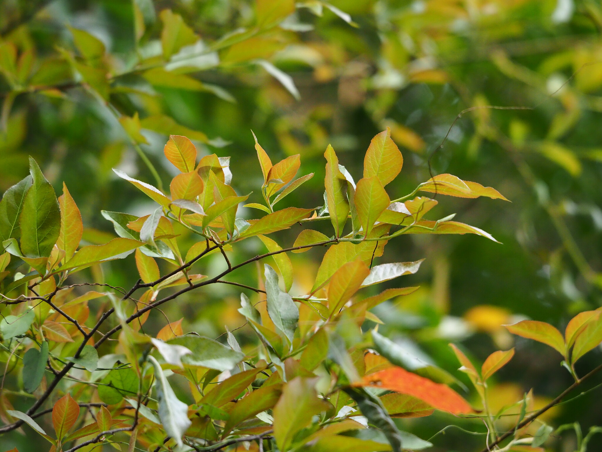 Pourthiaea arguta