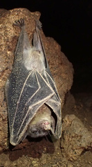 Pteropodidae