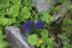 Gentiana dshimilensis