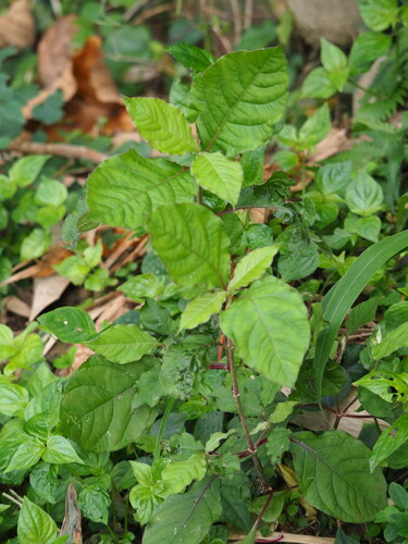 Image of Achyranthes bidentata by no rights reserved