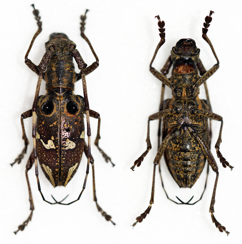 Pseudoechthistatus