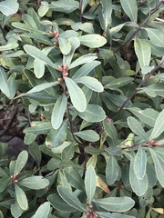 Myrica