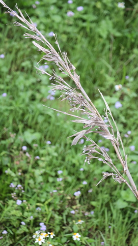 Image of Coix lacryma by (c) 胡正恆(Jackson Hu), some rights reserved (CC BY)