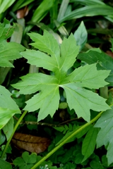 Ligularia japonica, photograph author not stated, no rights reserved