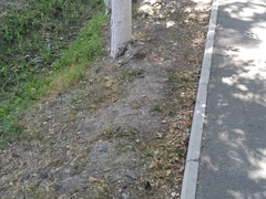 Streptopelia decaocto