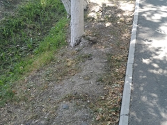 Streptopelia decaocto