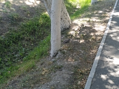 Streptopelia decaocto