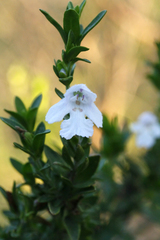 Prostanthera behriana