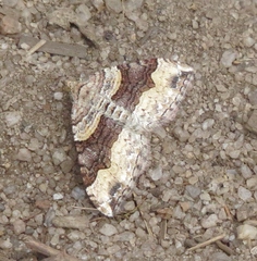 Xanthorhoe defensaria