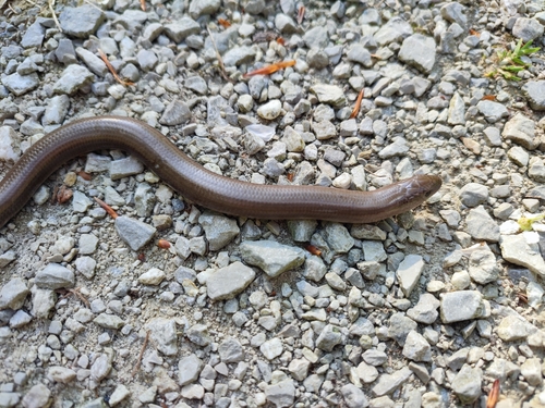 Westliche Blindschleiche