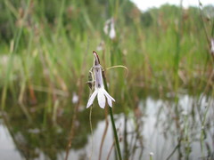 Lobelia dortmanna image