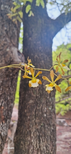 Encyclia papillosa, photograph 1