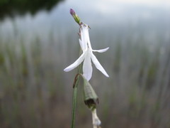 Lobelia dortmanna image