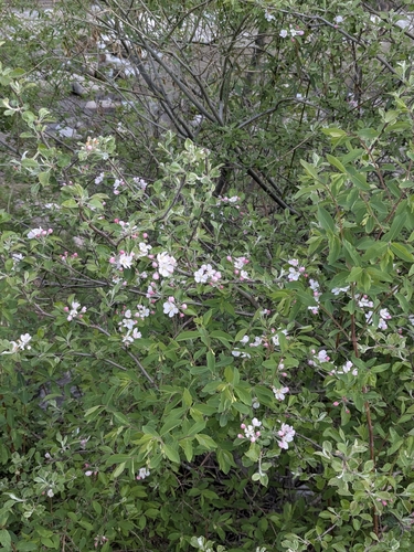 Image of Malus sieversii by (c) Islam Galymzhanov, some rights reserved (CC BY)