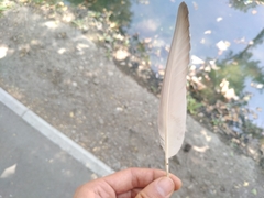 Columba livia domestica