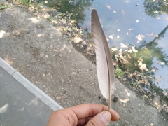 Columba livia domestica