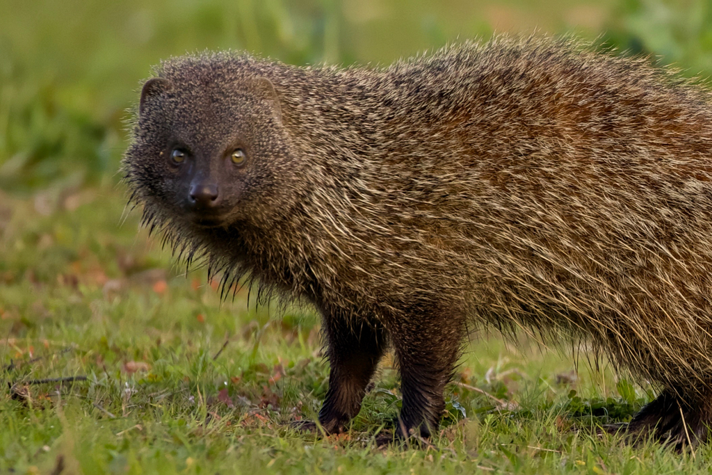 Egyptian Mongoose