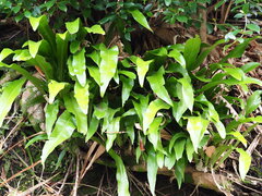 Microsorum punctatum