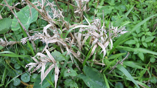 Image of Coix lacryma by (c) 胡正恆(Jackson Hu), some rights reserved (CC BY)