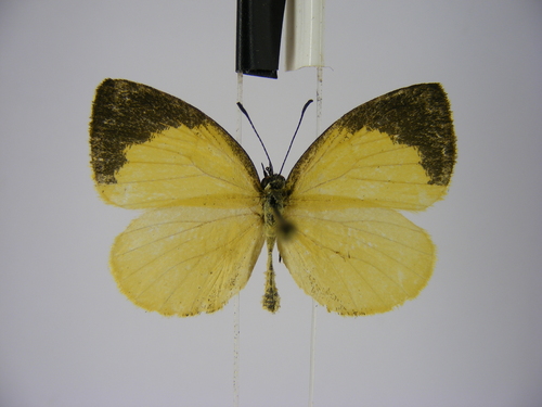 Yellow Liptena