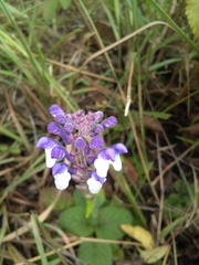 Scutellaria discolor