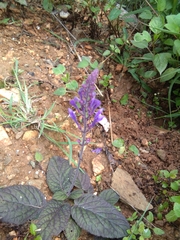 Scutellaria discolor