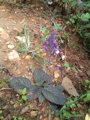 Scutellaria discolor
