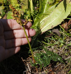 Sceptridium robustum