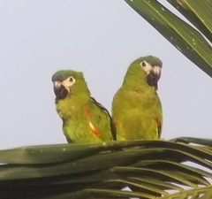 Diopsittaca nobilis
