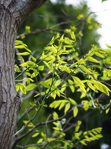 Image of Sapindus mukorossi by no rights reserved
