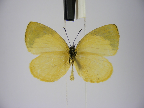 Yellow Liptena