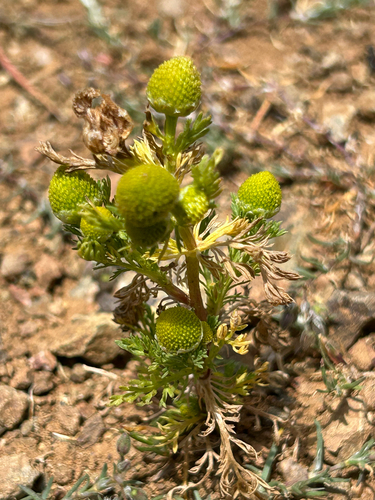 iNaturalist observation photo of pineapple-weed