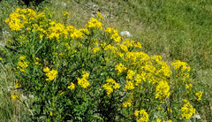 Senecio eremophilus