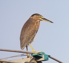 Butorides striata