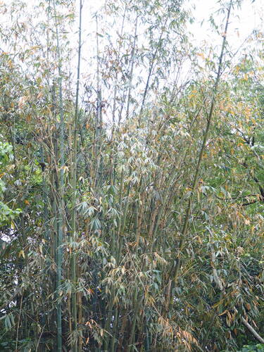 Image of Dendrocalamus latiflorus by no rights reserved
