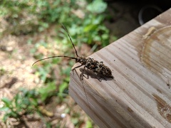 Monochamus marmorator