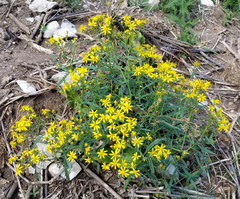 Senecio eremophilus