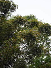 Dendrocalamus latiflorus, photograph author not stated, no rights reserved