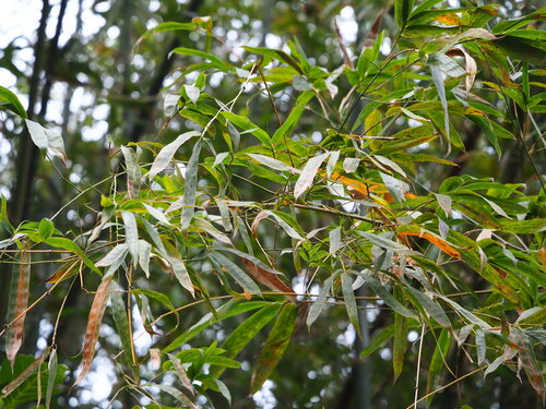 Image of Dendrocalamus latiflorus by no rights reserved