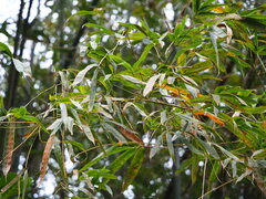 Dendrocalamus latiflorus, photograph author not stated, no rights reserved