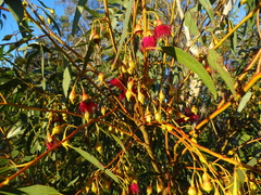 Eucalyptus petiolaris