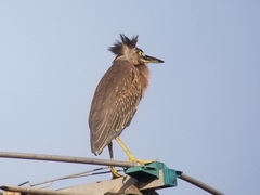 Butorides striata